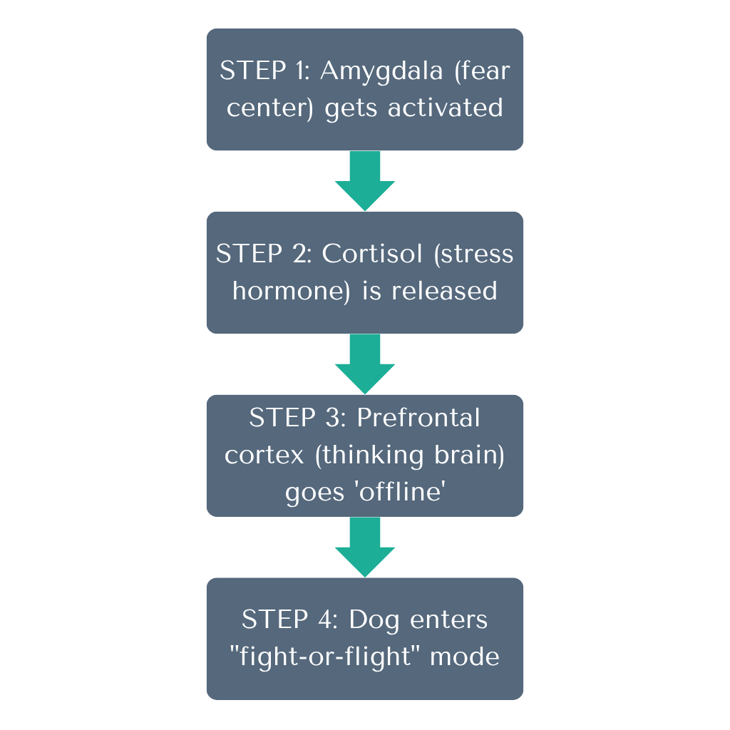 4 steps process new - transparant